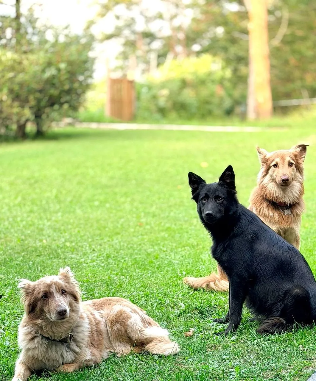 Gill, Zanna e Malga