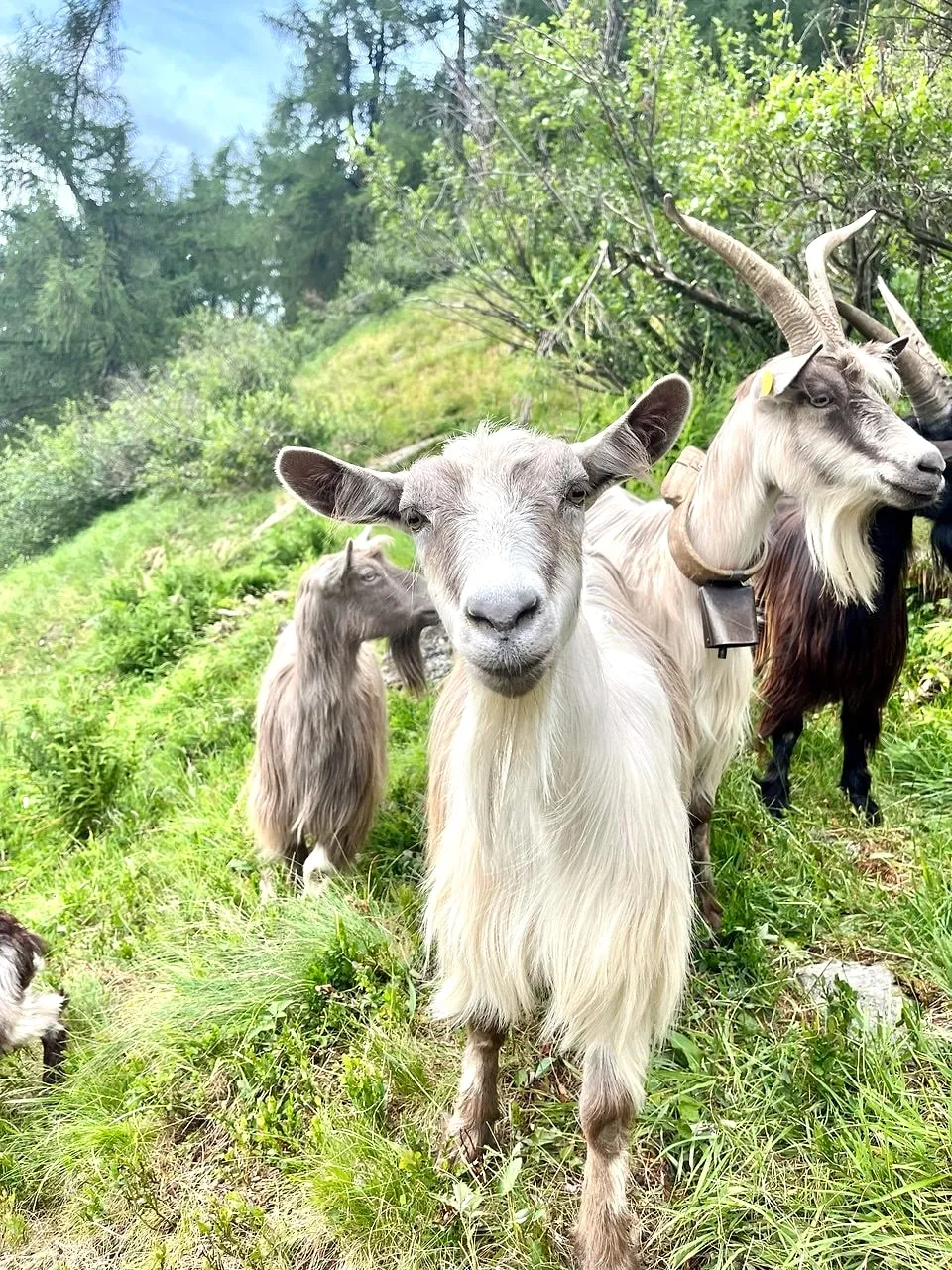 Una Capra Orobica bianca dal pelo lungo e dalle corna ampie sul prato