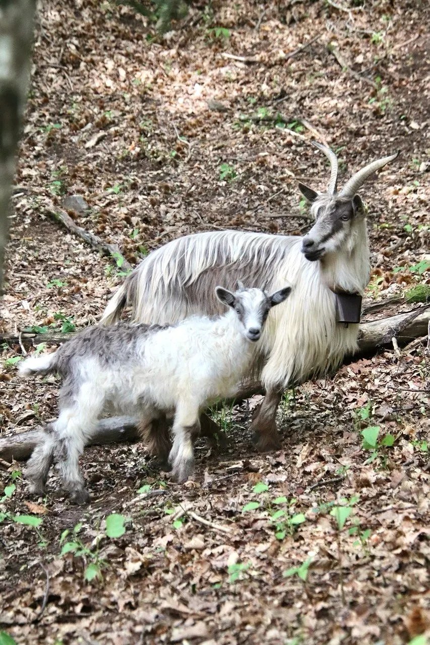 Una capra bianca dal pelo lungo con il suo capretto, sul pendio del bosco