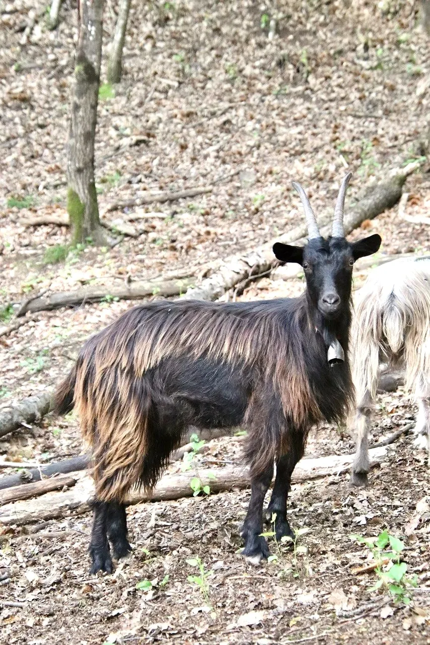Una Capra Orobica nera dal pelo lungo e lucido, nel bosco
