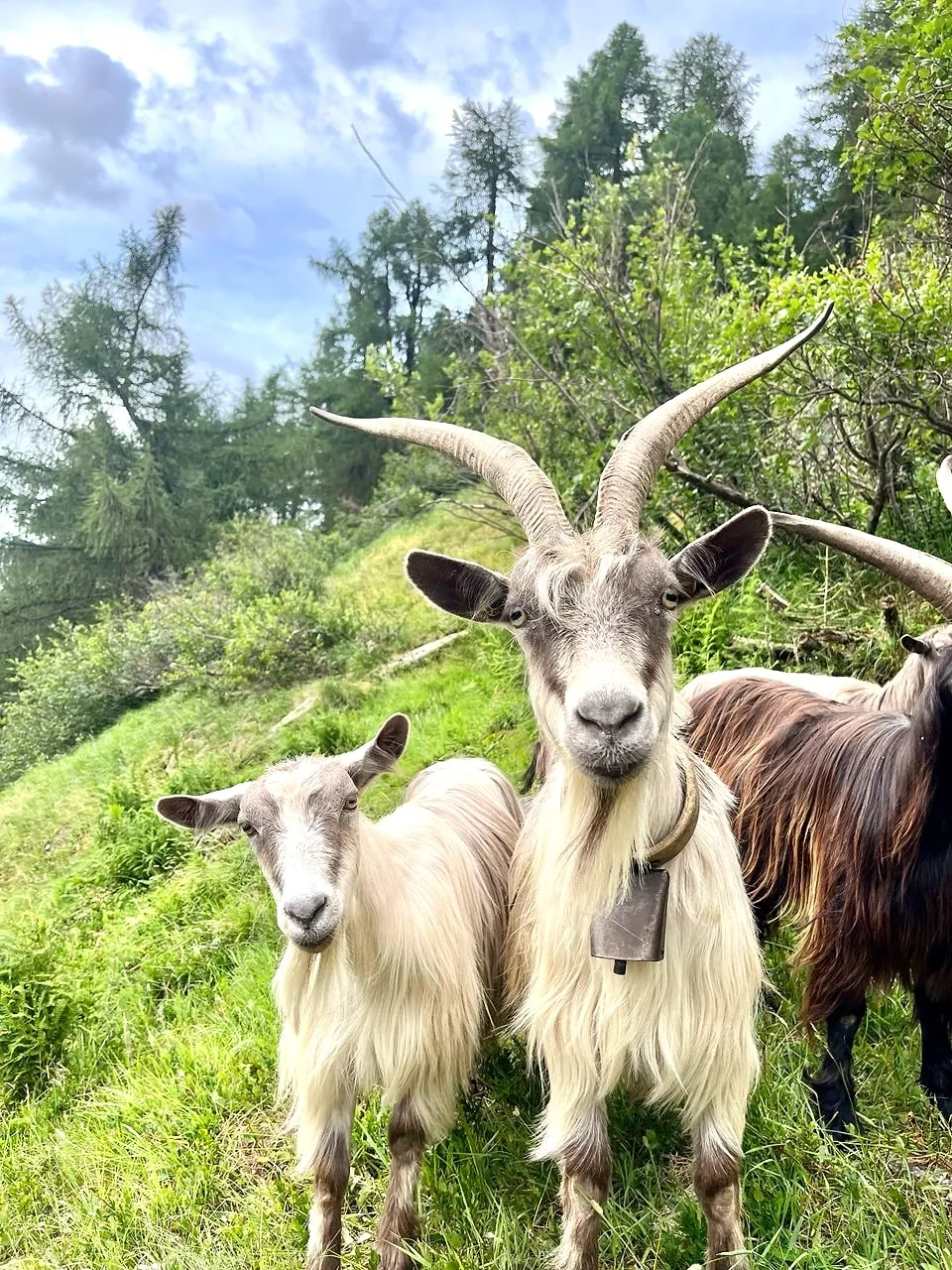 Due Capre Orobiche bianche dal pelo lungo e un capretto sul prato, fra i larici