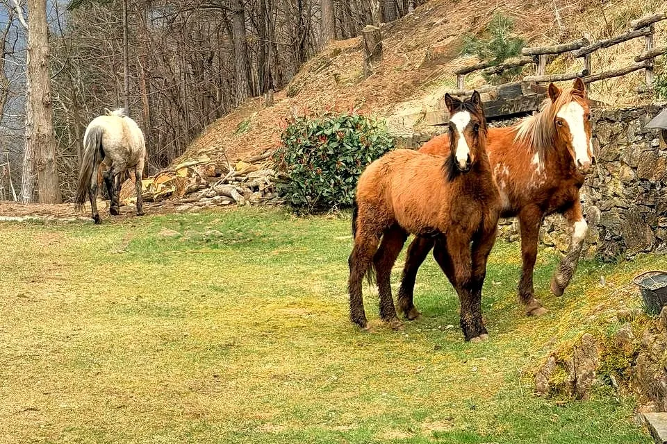 Due cavalli sauri con la lista bianca e un cavallo grigio liberi sul prato del recinto, sotto il bosco