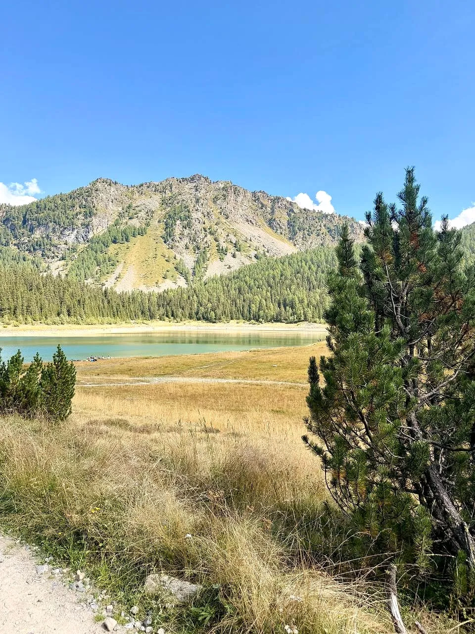 Un lago alpino con prati dorati e pini, sotto una montagna boscosa, in Valmalenco