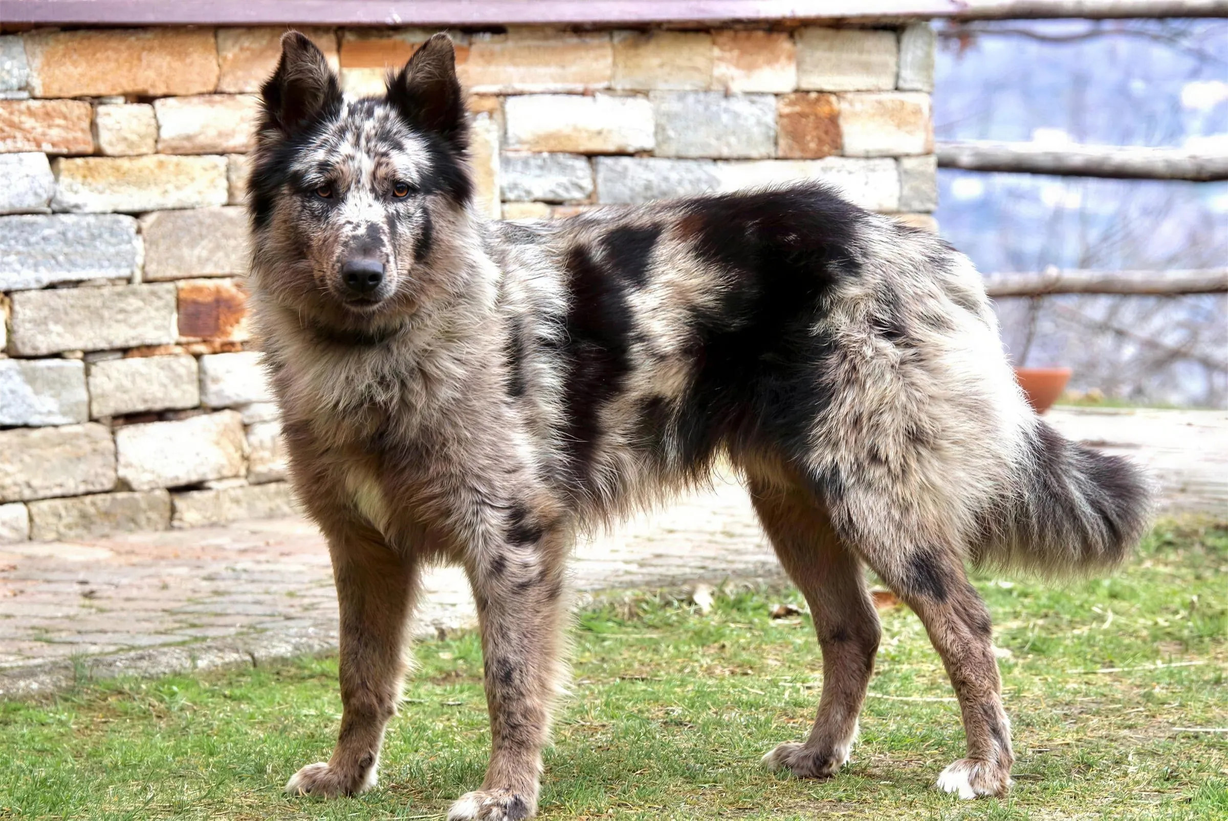 Un Pastore del Lagorai blue merle in piedi sul prato, davanti a un muretto di pietra