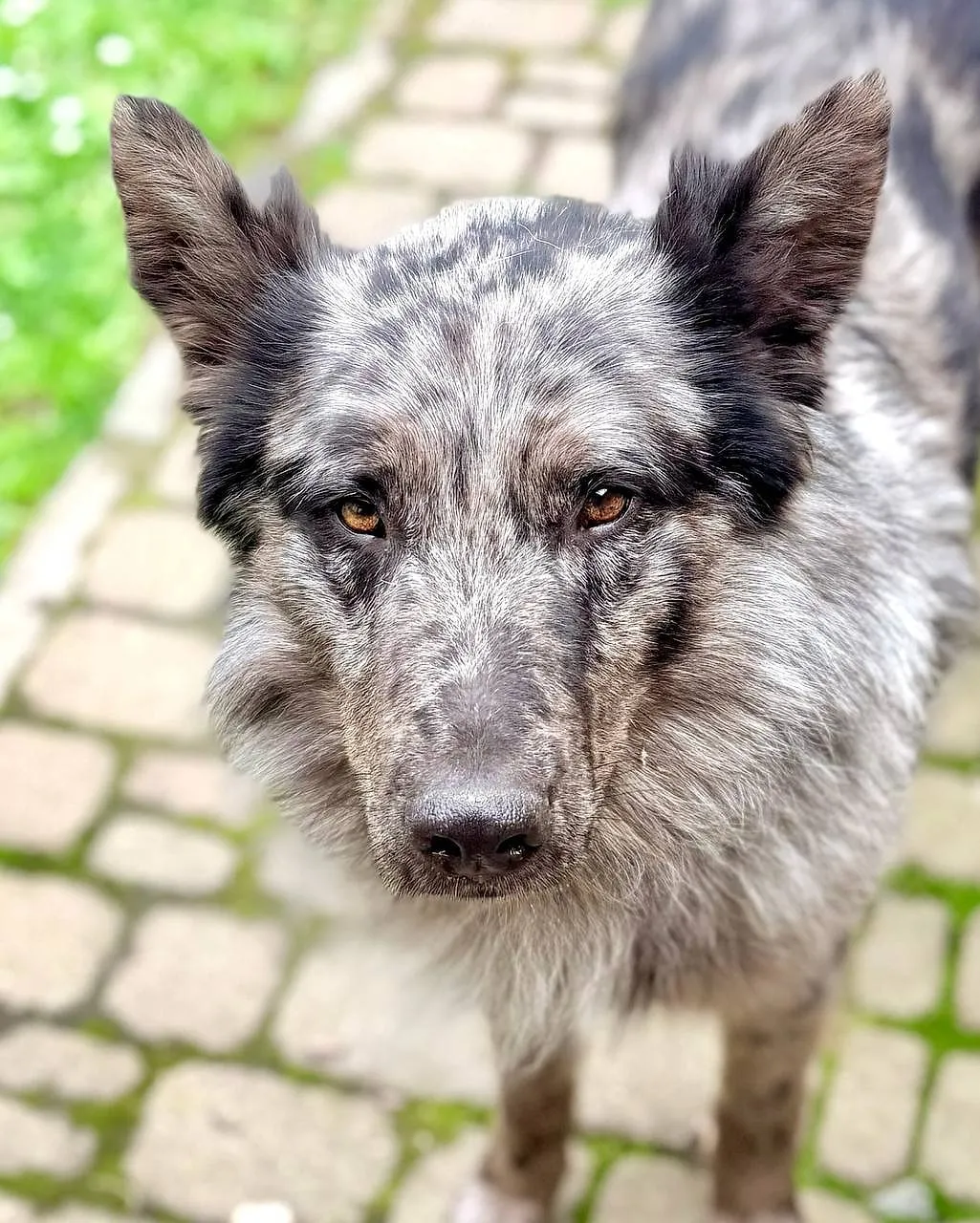 Primo piano di un Pastore del Lagorai blue merle