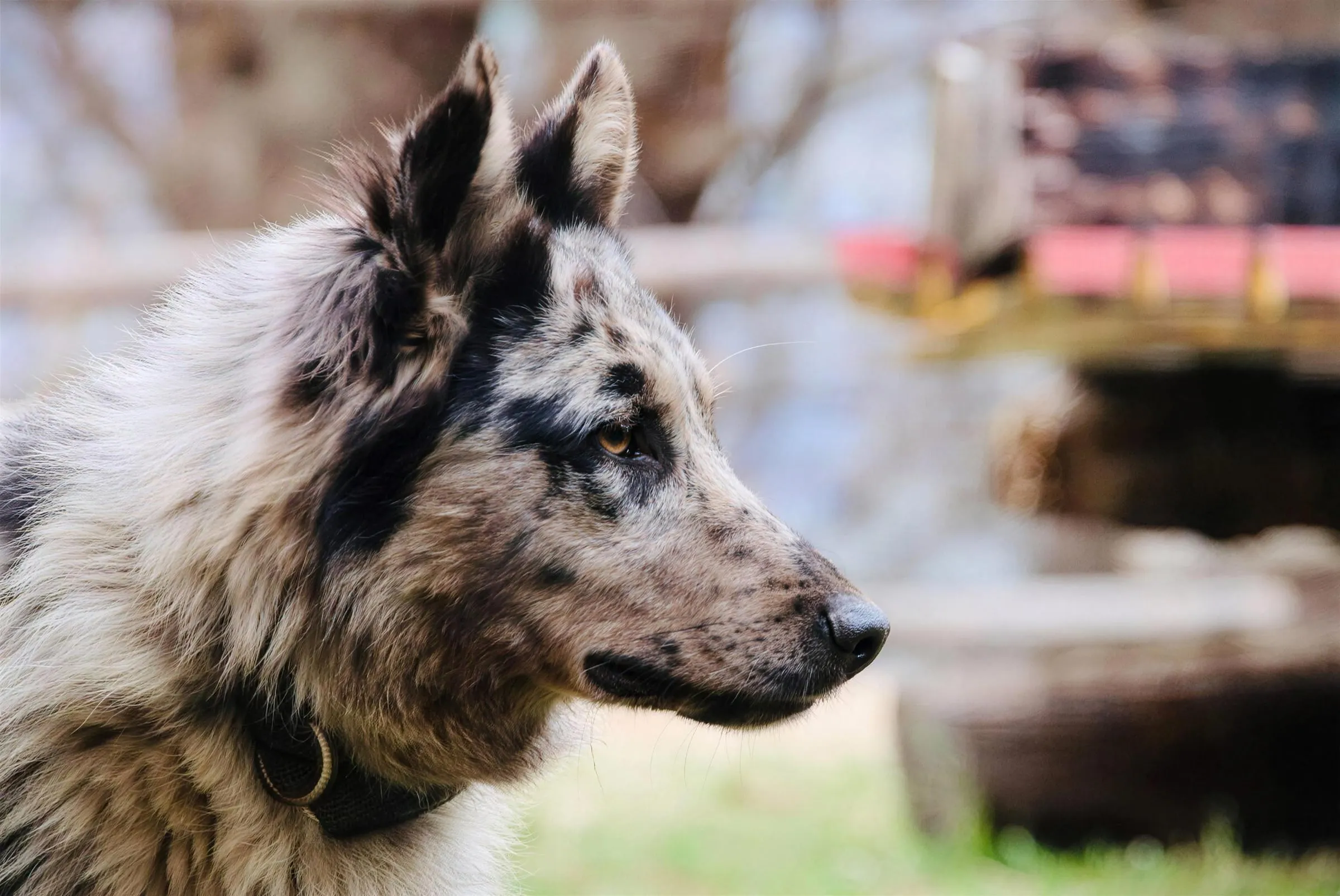 Il profilo di un Pastore del Lagorai blue merle