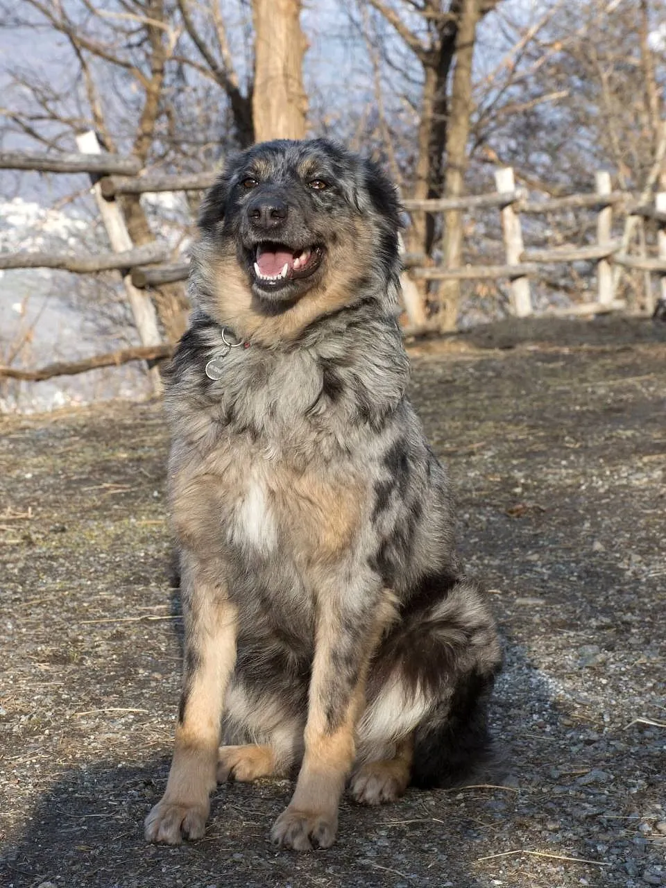 Kuma, blue merle , una capostipite del nostro allevamento