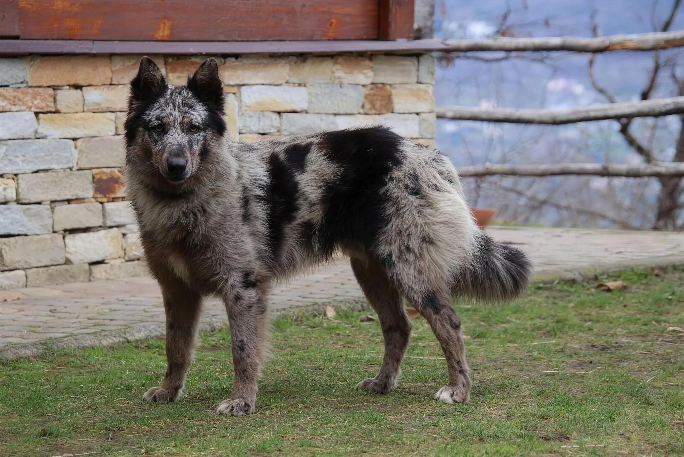 Un Pastore del Lagorai blue merle sul prato, attento