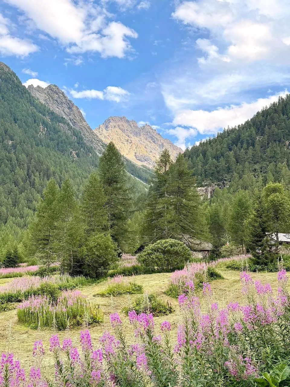 Fiori di epilobio rosa in un prato, con abeti e montagne sullo sfondo, in Valmalenco
