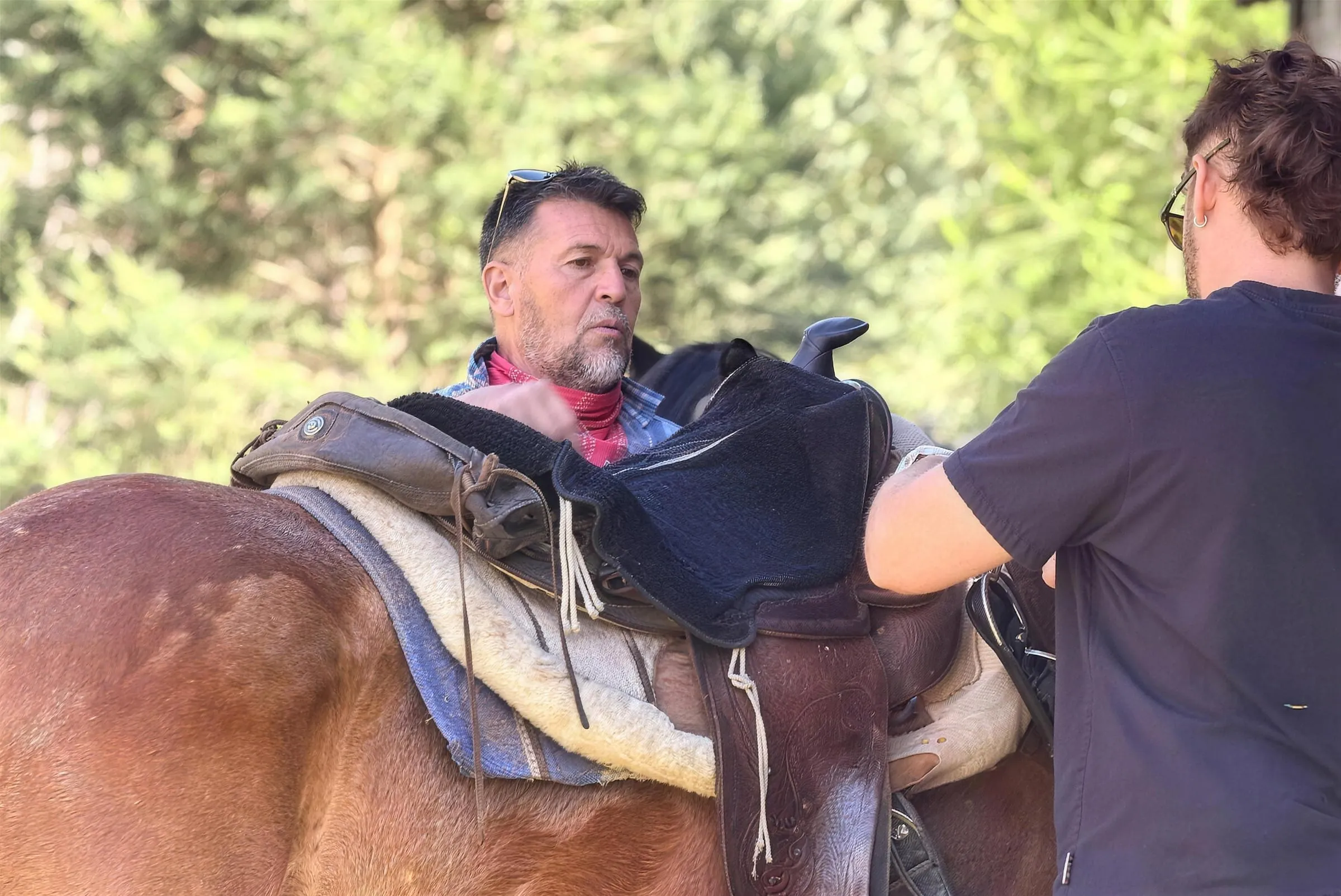 Un cavallo baio viene sellato con una sella western, accanto al bosco