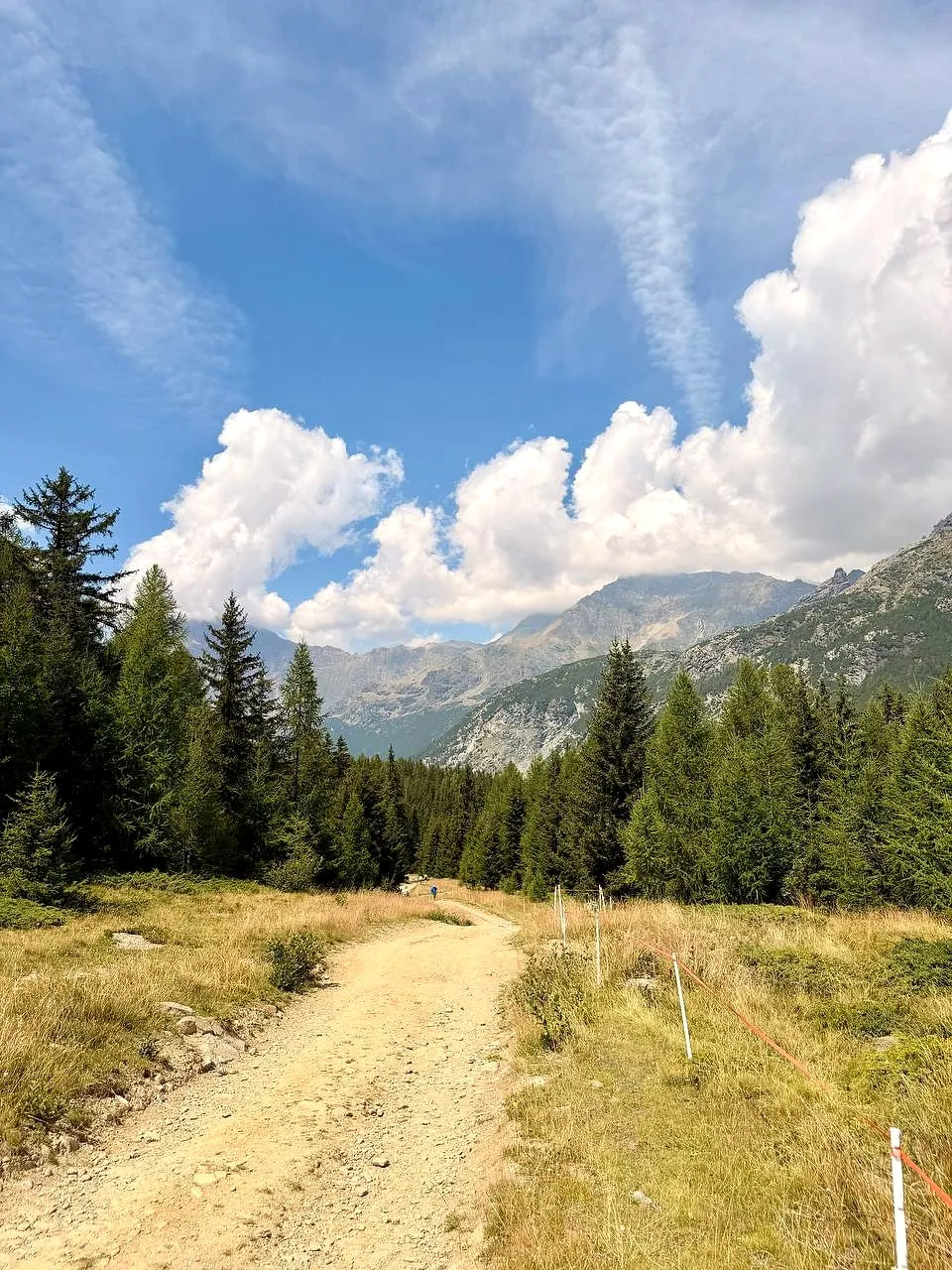Una strada sterrata tra prati e larici, verso le montagne, in Valmalenco