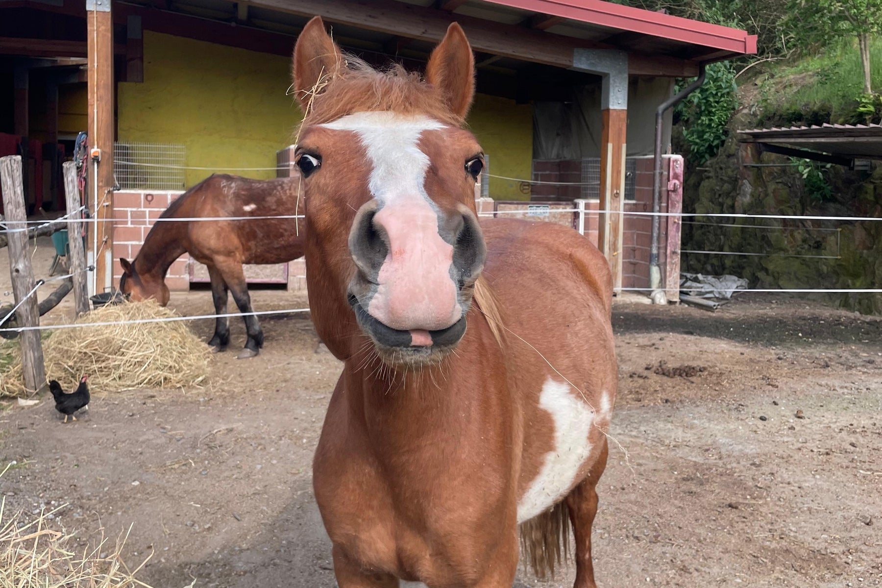 Cavallo sauro con la lista bianca che si avvicina all'obiettivo, davanti alla scuderia