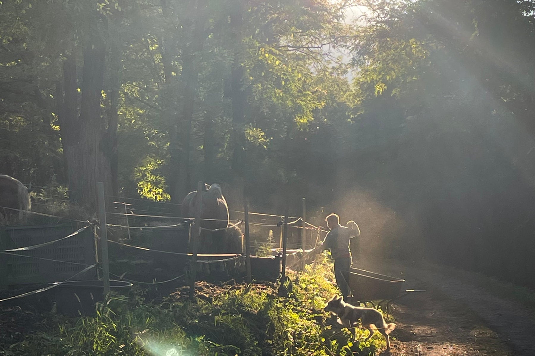 Il momento del fieno all'alba, controluce fra gli alberi